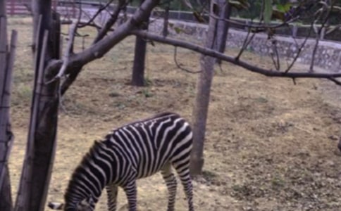 �Y׌���R������