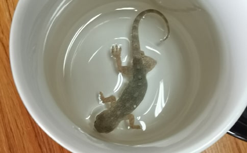 壁虎的啟示作文【精】