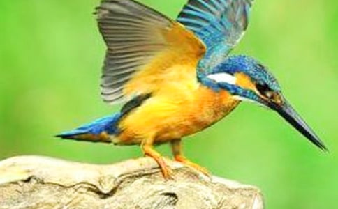 �茑��������ģ����B����300��