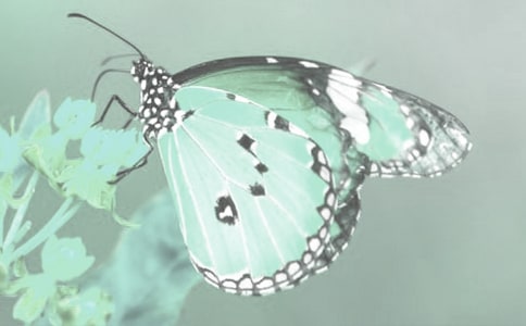 ����ֲ��Ć�ʾ������