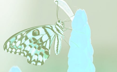��ֲ����i�Z���i��