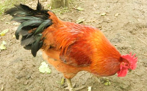 �����Ĵ��u���ģ����x56ƪ��