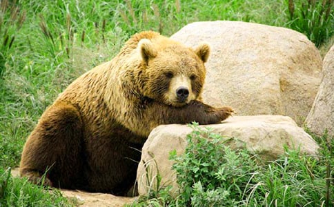 ����ֻ�����ܡ��Z�Խ̰�