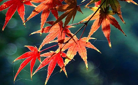 �茑��ɽ�t�~������500��
