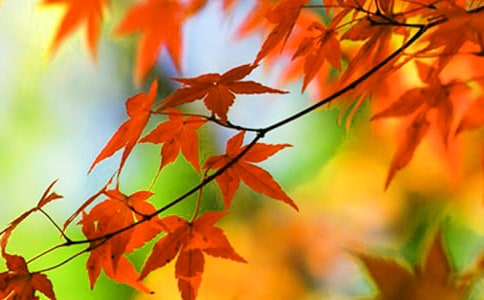 香山的紅葉作文