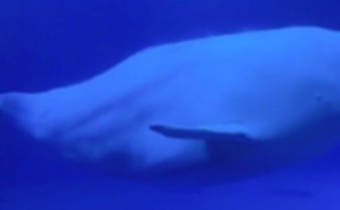 �L�~���꼉��������