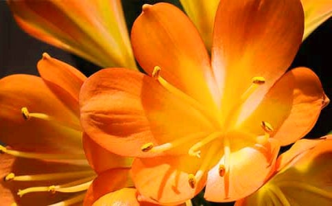 �z���C�����m�C���̳�