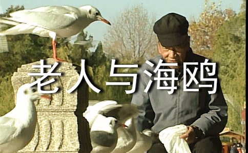 老人與海鷗課文-六年級上冊語文課文
