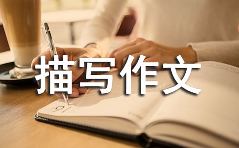 ��������茑����300��[���T]