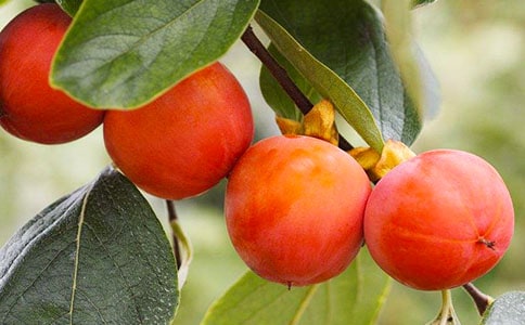 ����(y��u)�x�����ӵ�����300��