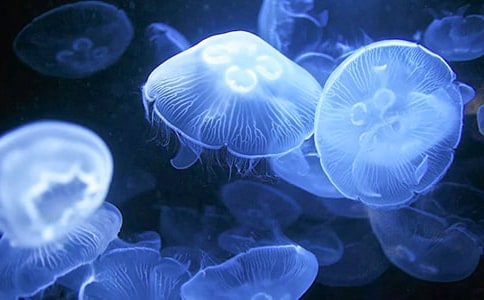 �ҌW���ˮ�ˮĸ���꼉����