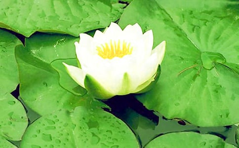 睡蓮的折紙圖解