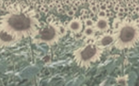 ̫ꖻ�����