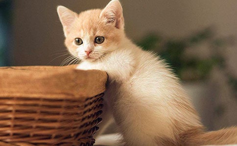 �Ҽҵ�С؈���f��������