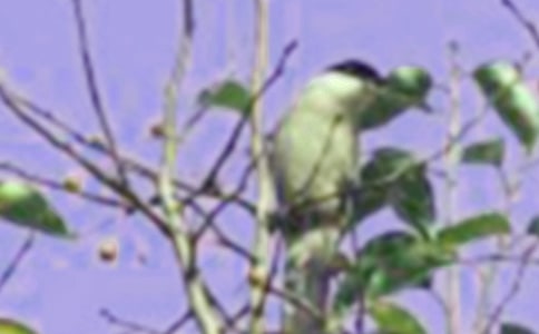 ����׃��һֻС�B�������ģ����x50ƪ��