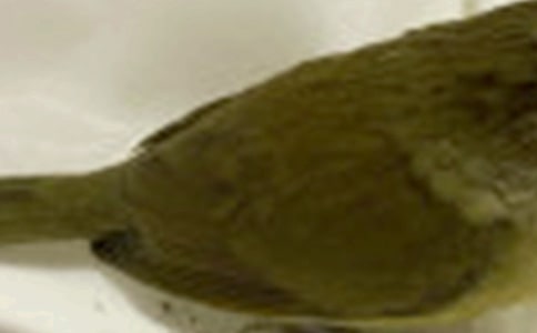 ����ֻС�B(ni��o)���x���