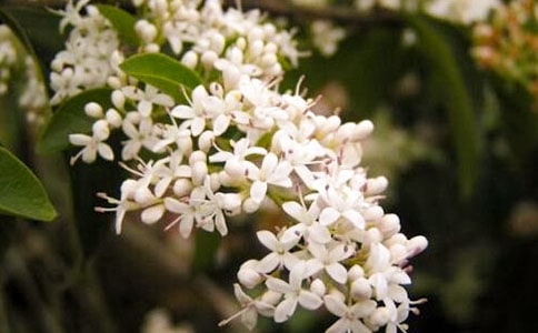 ҹ����С�����M������450��