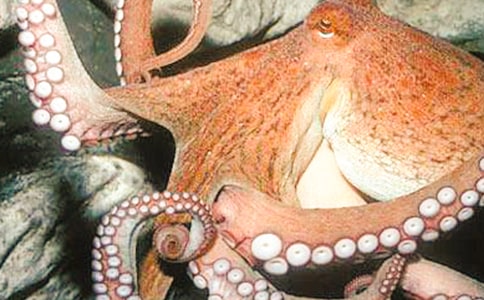 ��ɳĮ���~�������c�����������������]