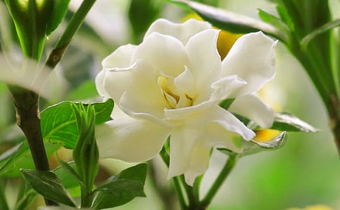 關(guān)于梔子花作文
