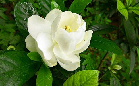 (����)�d�ӻ�����4ƪ