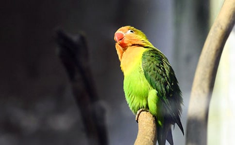 �ɐ۵�С�W�^���꼉300������