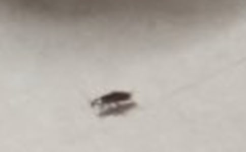 ����һֻ�������