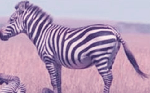 �а��Z(y��)�Թ��¡�С���R�p�ʡ��Ľ̰�