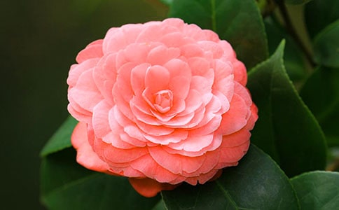 描寫茶花的優(yōu)美段落