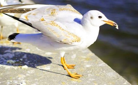 (���x)�x�����t�̼{ɭ���и�