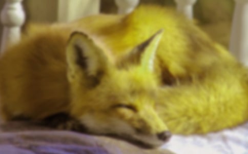 ���꼉�σԺ�؂����