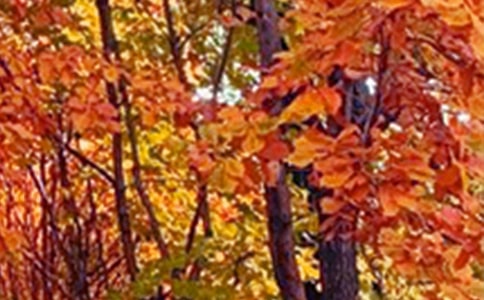 �ļ���ɫ����[��ȫ15ƪ]