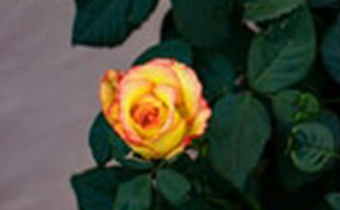 ���õ�õ������ģ�41ƪ��