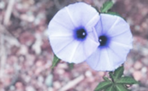 ��ţ������(���\15ƪ)