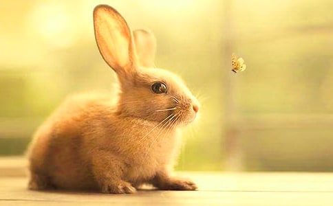 ���õ�С���ӄ������ľ�ƪ