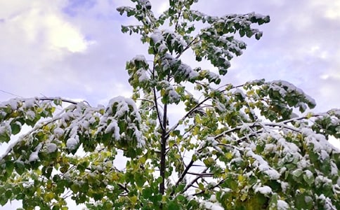 昨天下雪了日記集錦5篇