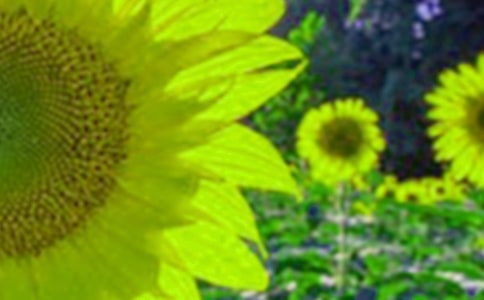 �ҵ�ֲ���������տ�������