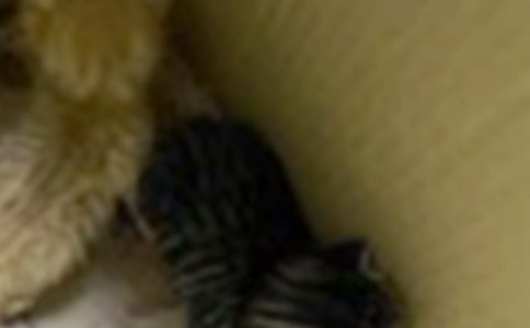 �P���茑С؈��ò���ąR��9ƪ