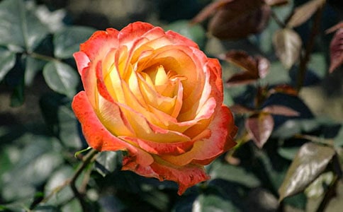 �P���¼���������