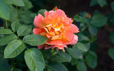 �¼���������