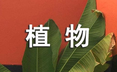 ֲ������������300����ƪ