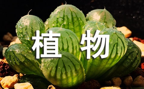 秋天植物作文300字匯總10篇