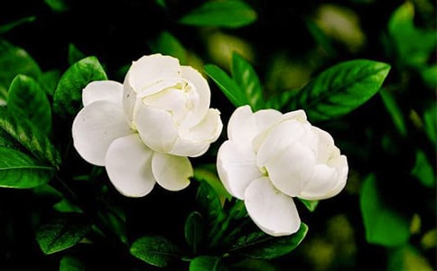 �ҵ�ֲ��������������